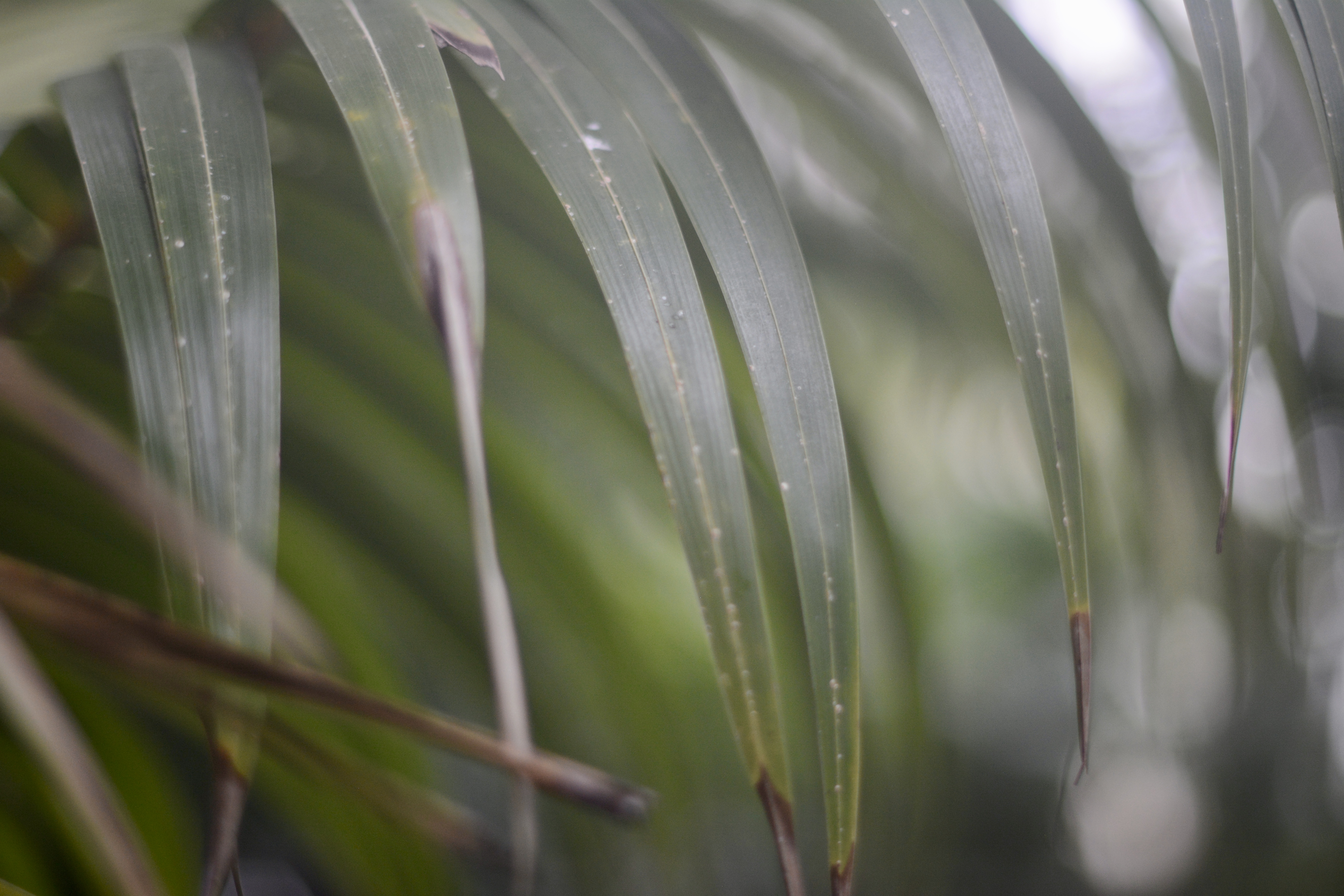 In the Palm House at Kew in early Feb