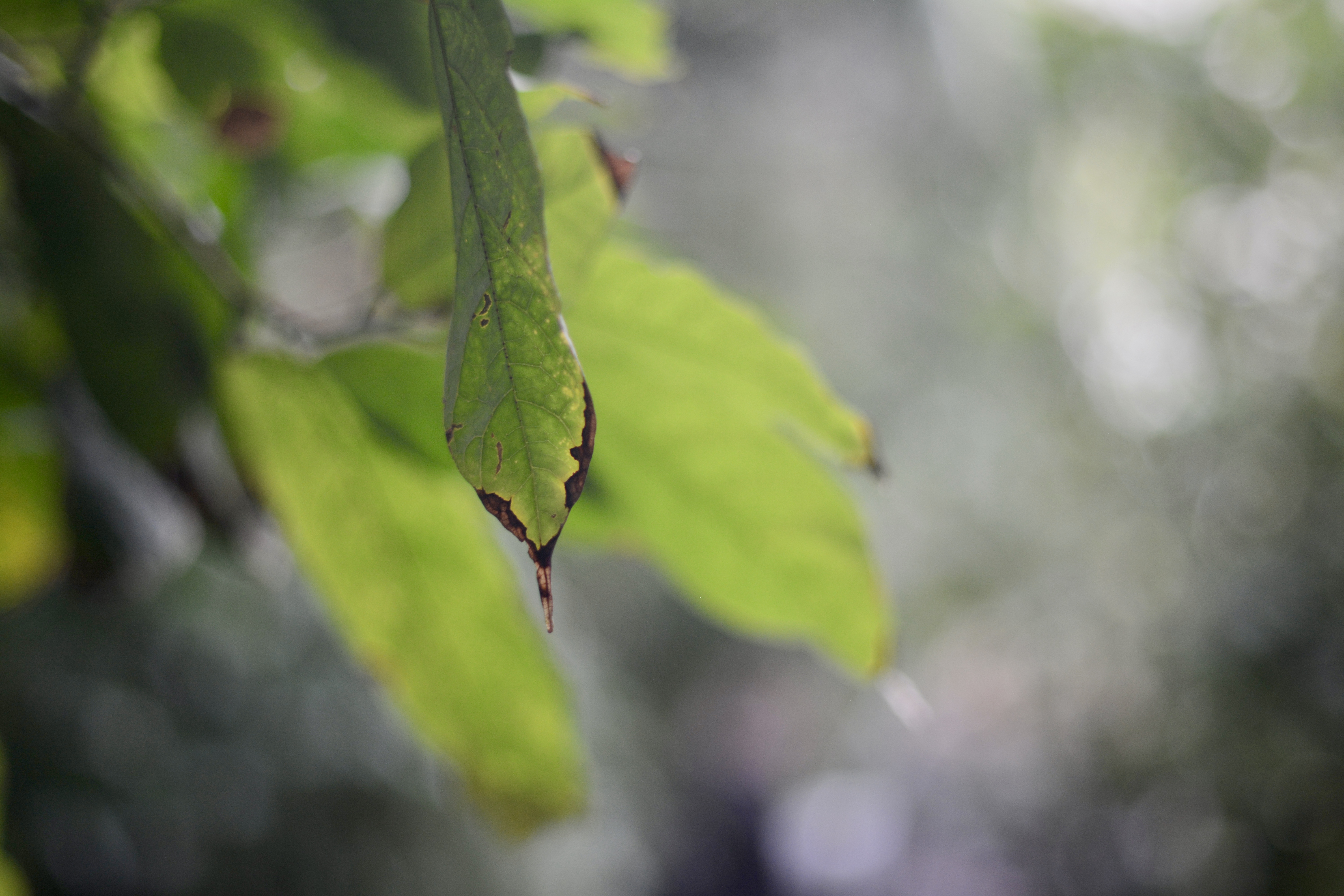 Leaves in the Palm House at Kew in early Feb