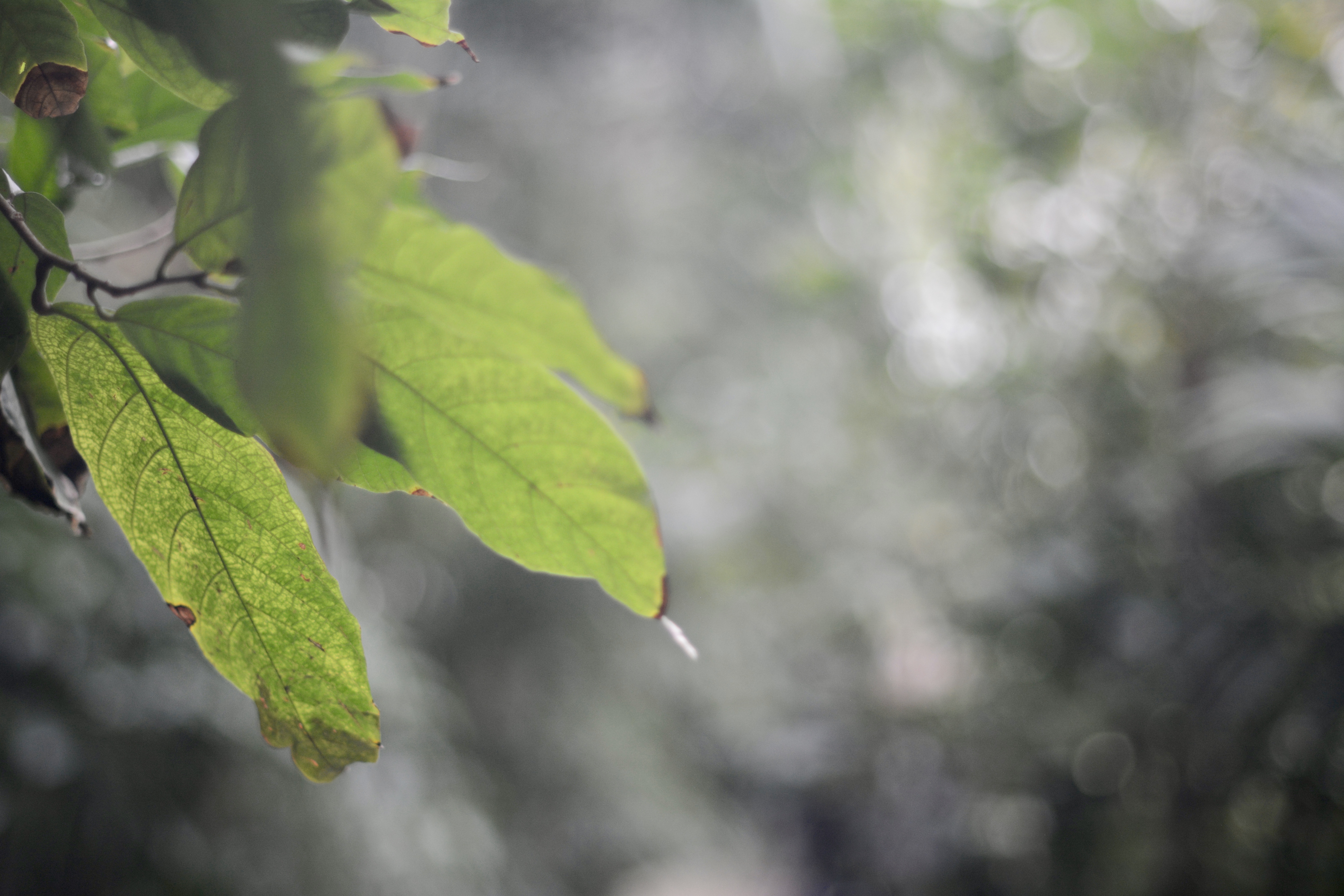 Early Feb in the Palm House at Kew