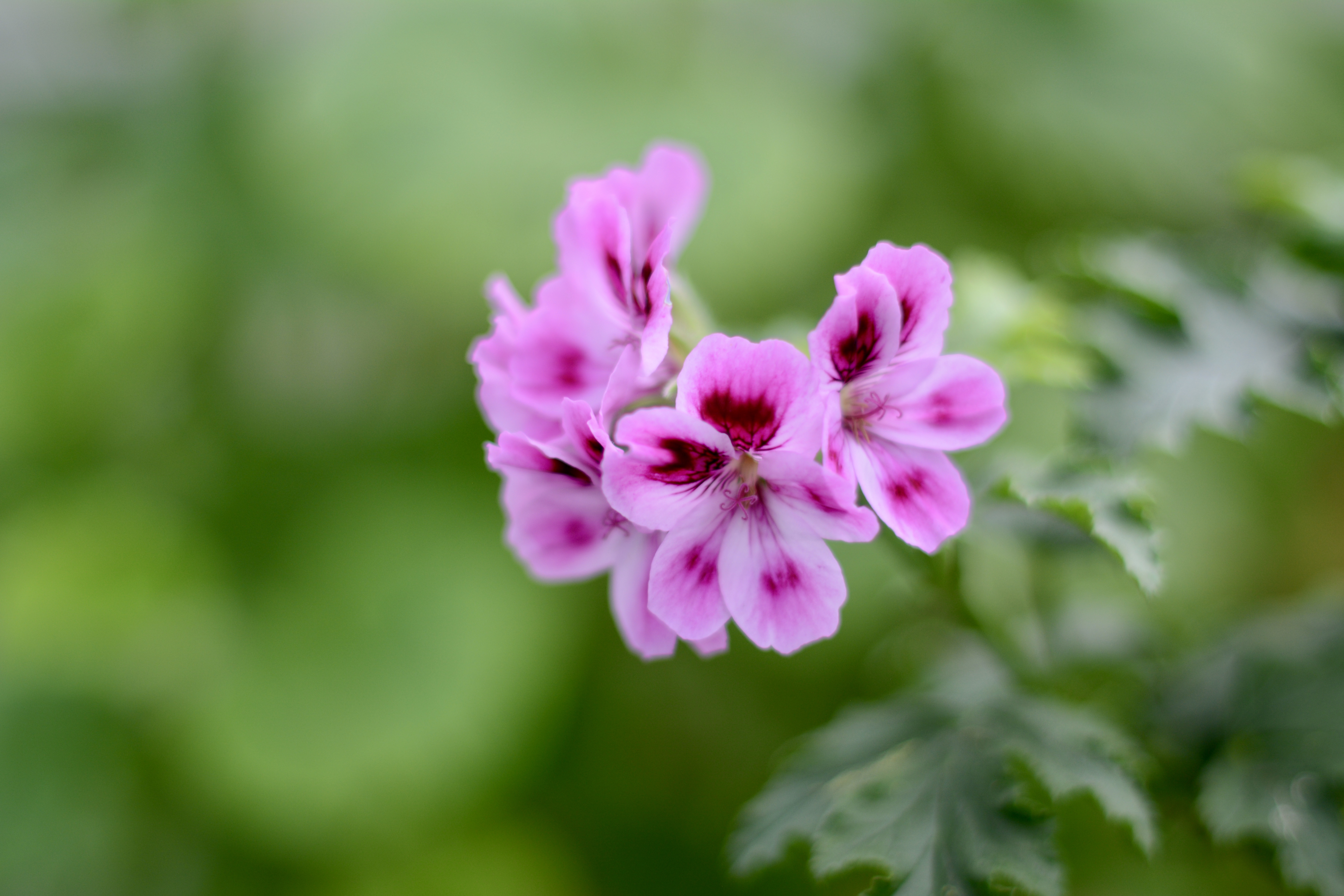 Spanish Angel at Kew