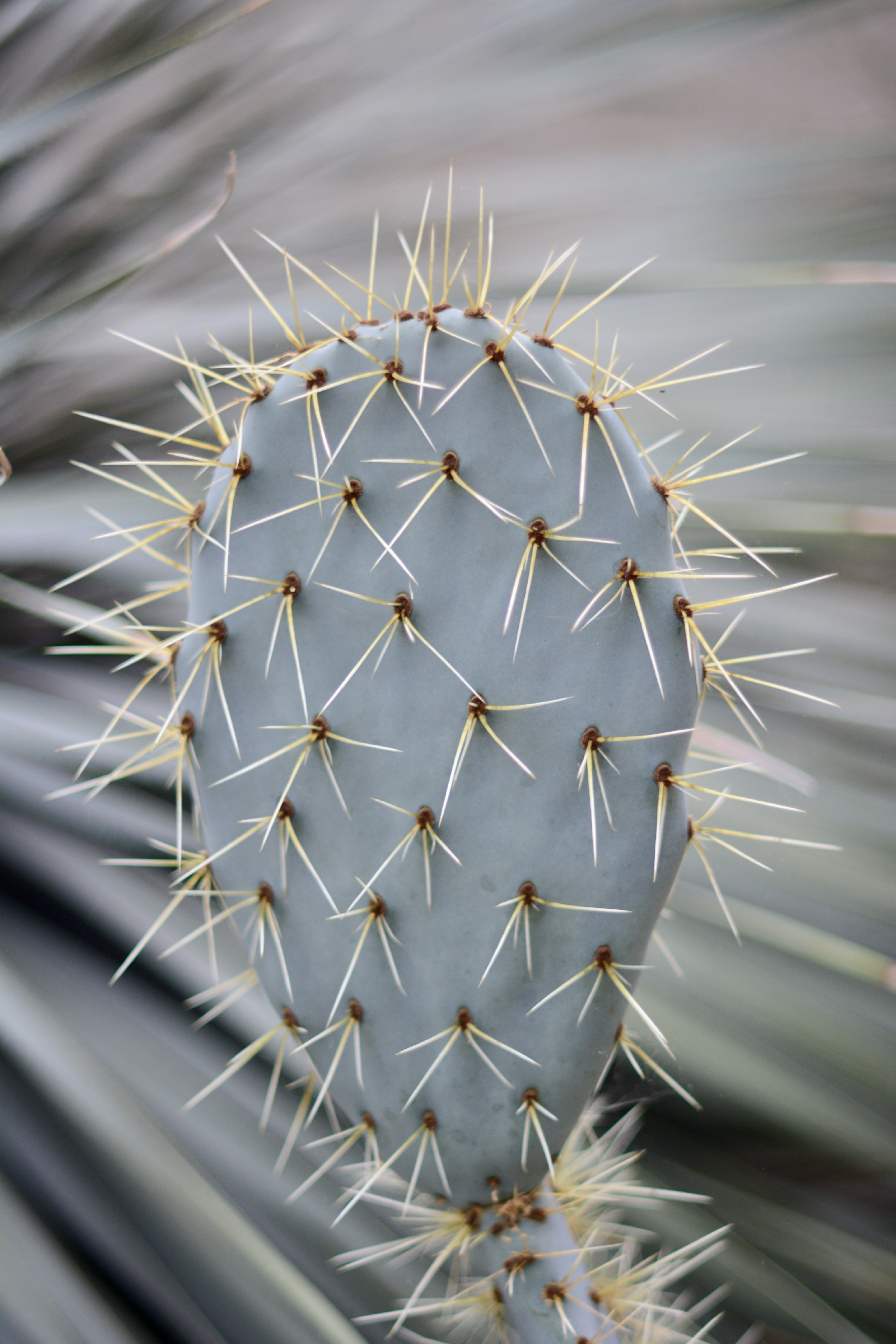 Cactus in the Princess Diana Conservatory