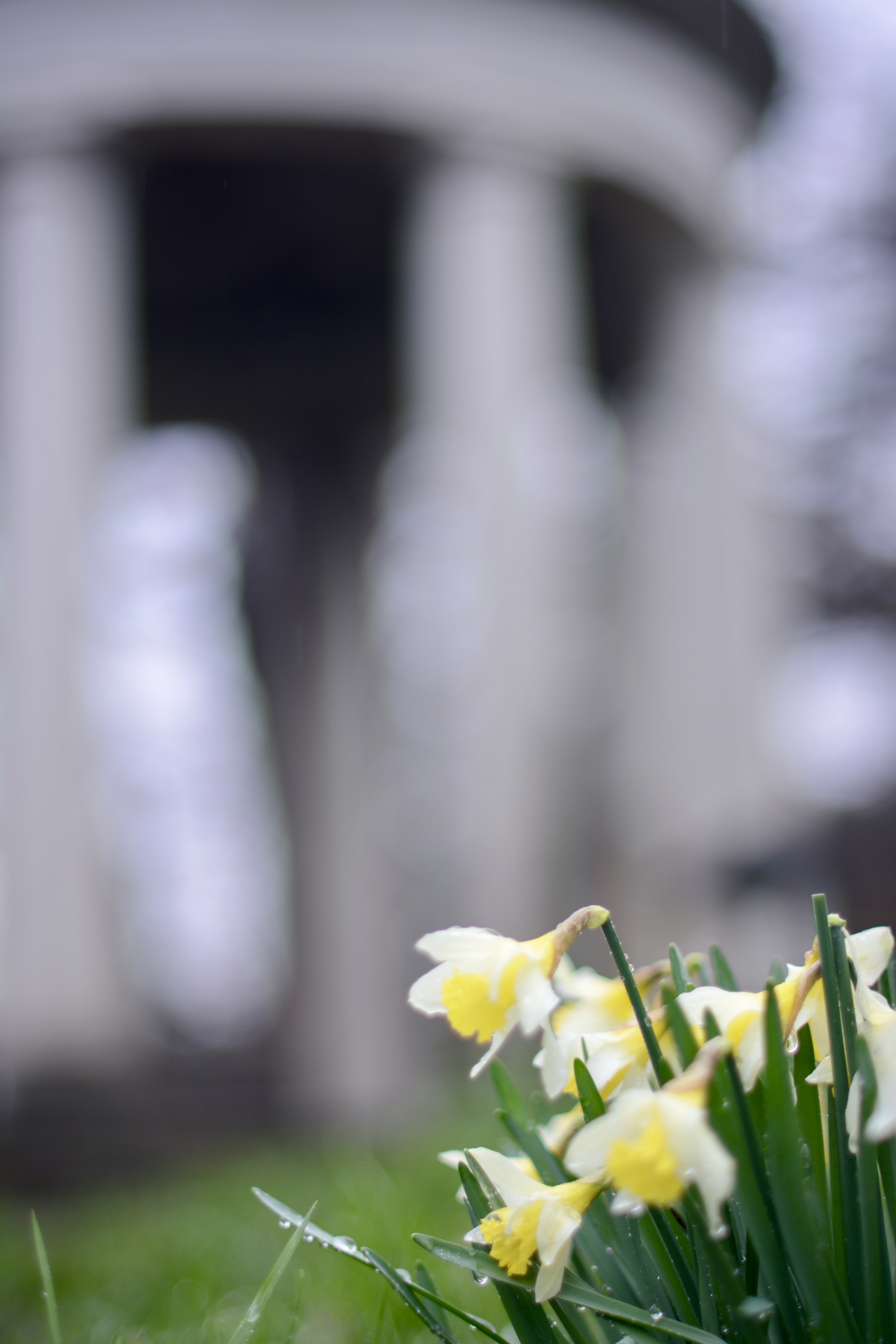Daffodils in February at Kew
