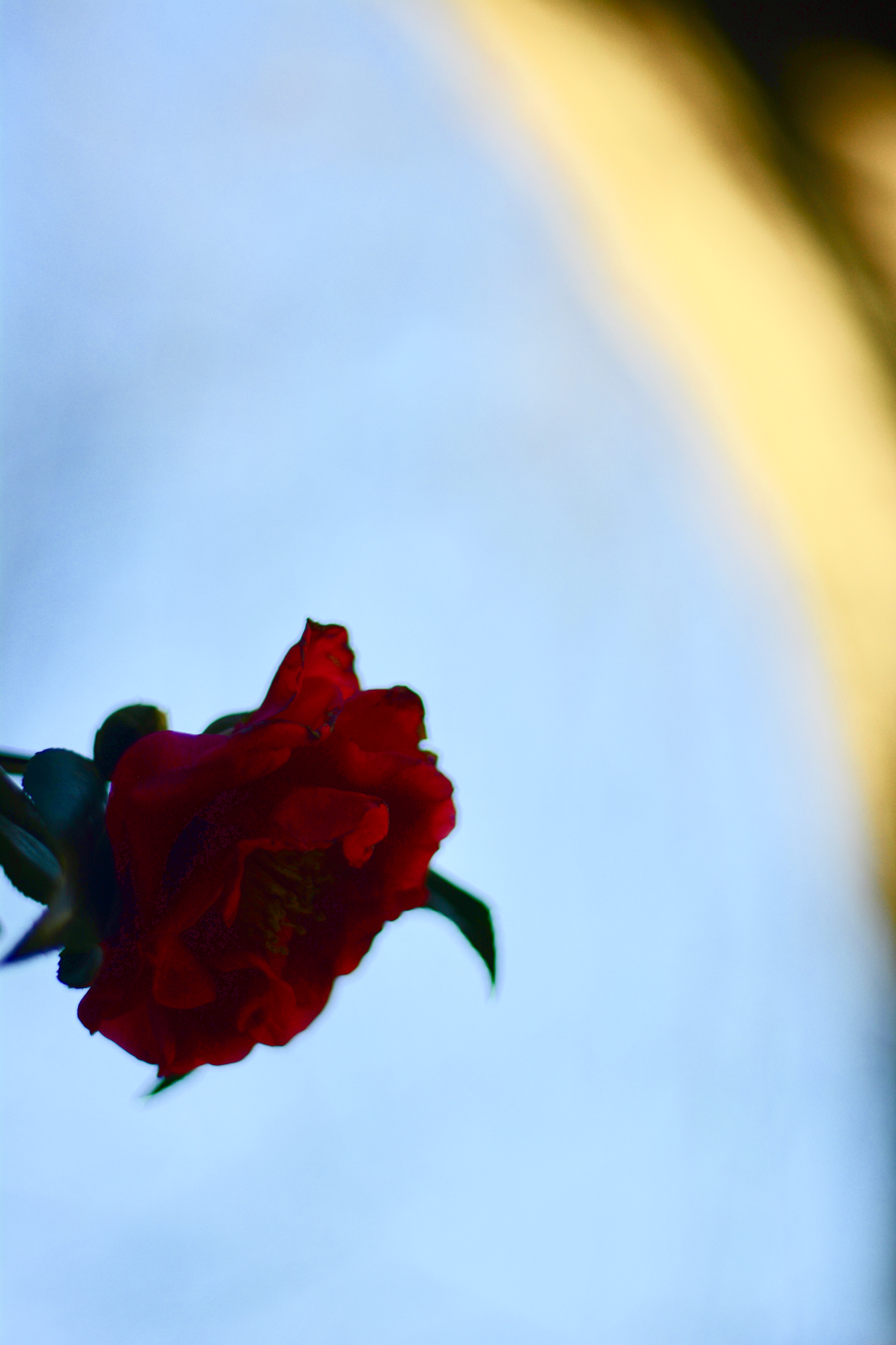 A rose bloom in early spring amid the ruins of a 12th century church